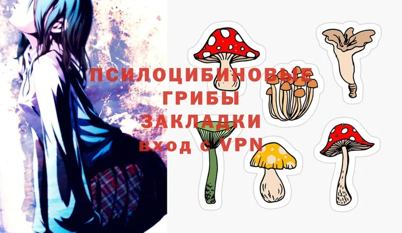 мега вход  Кандалакша  Псилоцибиновые грибы Psilocybe 